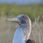  Blue Footed Boobie, Galapagos 2012